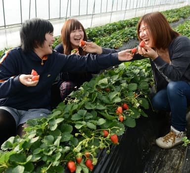 いちごの里いちご狩りイメージ