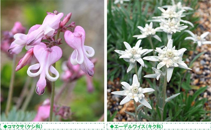 六甲高山植物園 高嶺の花
コマクサとエーデルワイス が見頃です！
