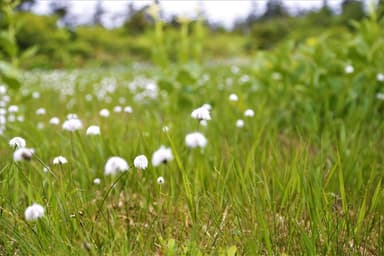 「ワタスゲ」が咲く幻想的な景色