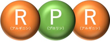 トリペプチドRPR(イメージ)