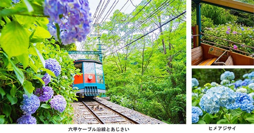 六甲ケーブル沿線に連なるあじさい
7月に2,500株が順次見頃を迎えます