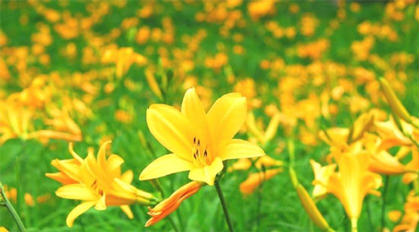 【六甲高山植物園】一面に広がる黄色の花畑
約2,000株の「ニッコウキスゲ」が見頃です！