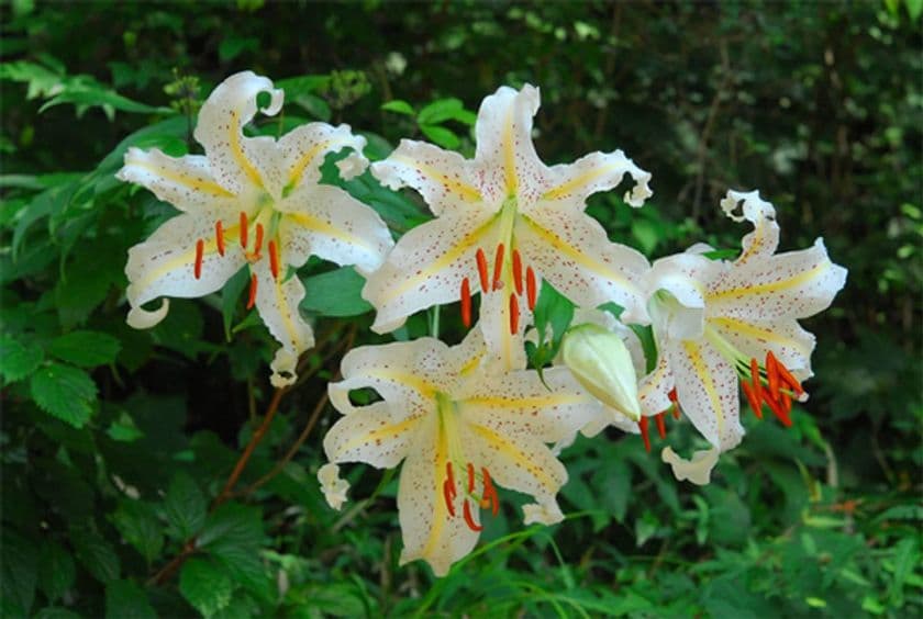 六甲高山植物園
カサブランカのもとになった日本固有種
ユリの女王ヤマユリが見頃です！