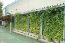 大久保小学校のみどりのカーテン