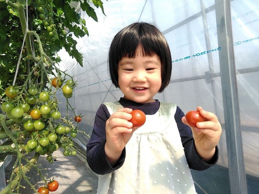 記録的な猛暑や大雨の影響で野菜の値段が高騰　
価格と量で手頃な「使い切りサイズ」ミニトマトの販売を開始