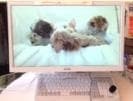 映像鑑賞例
