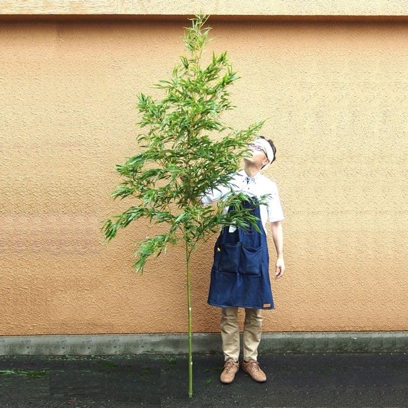 進む竹離れで国産の竹が手に入らない！？
一生に一度のシーンに竹を求めるニーズ14倍