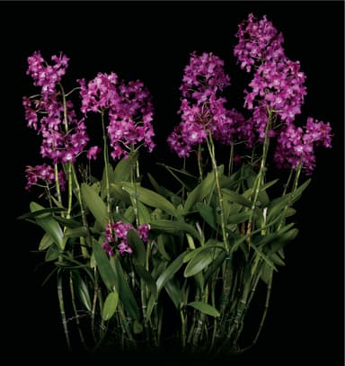 沖縄国際洋蘭博覧会2022 大賞(内閣総理大臣賞)　Lcn.(Lnt. Dulatiaca × Ctt. Porcia)’Arakaki’ 新垣 紫吉 氏(沖縄県)