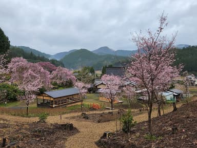 2023年春　桜園風景