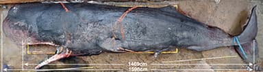 調査のため船に下ろされたマッコウクジラ(写真：国立科学博物館)