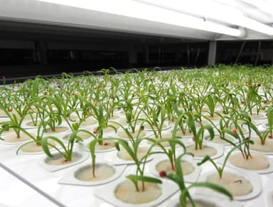 【香港】発芽ラック