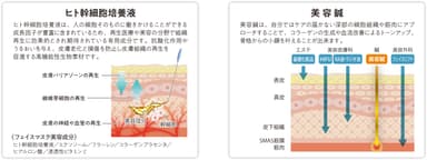 ヒト幹細胞と美容鍼について