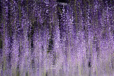 青葉園の大藤 ライトアップ(3)