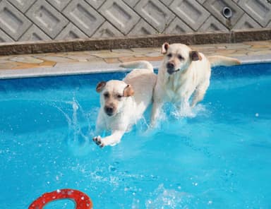 プール遊びする犬