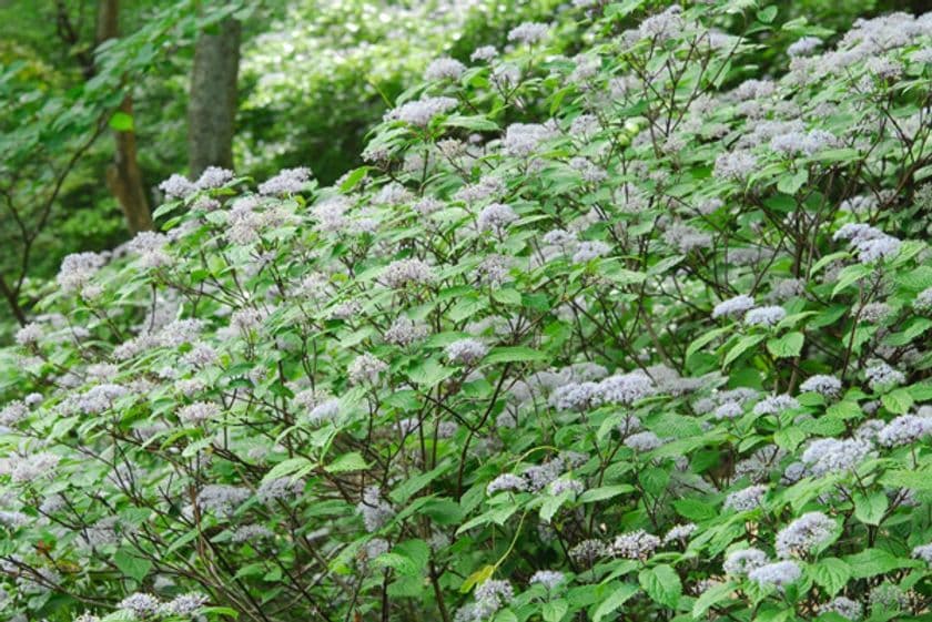 六甲高山植物園 梅雨を彩る優しい香り
六甲山自生 コアジサイの花が見頃です