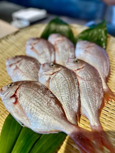 新鮮なお魚