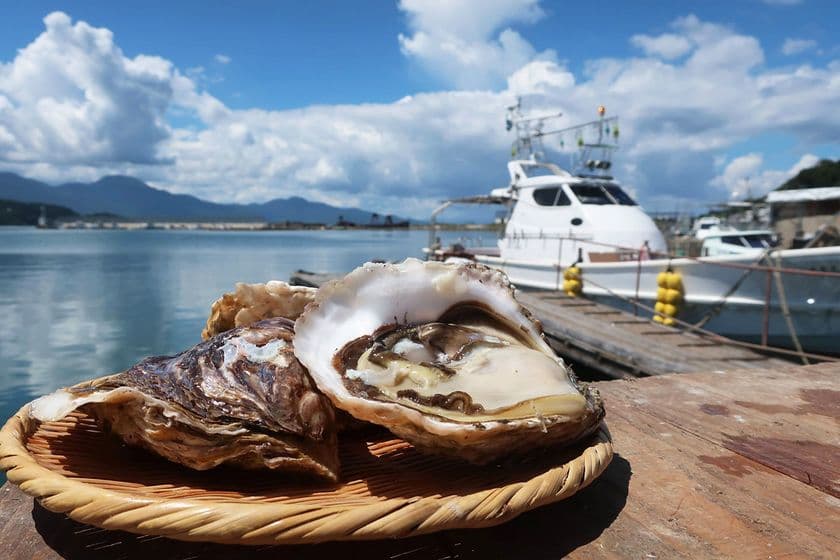 プリプリ濃厚で甘い！糸島の海と山で育った海のミルク　
糸島産岩牡蠣をオンラインショップにて販売開始