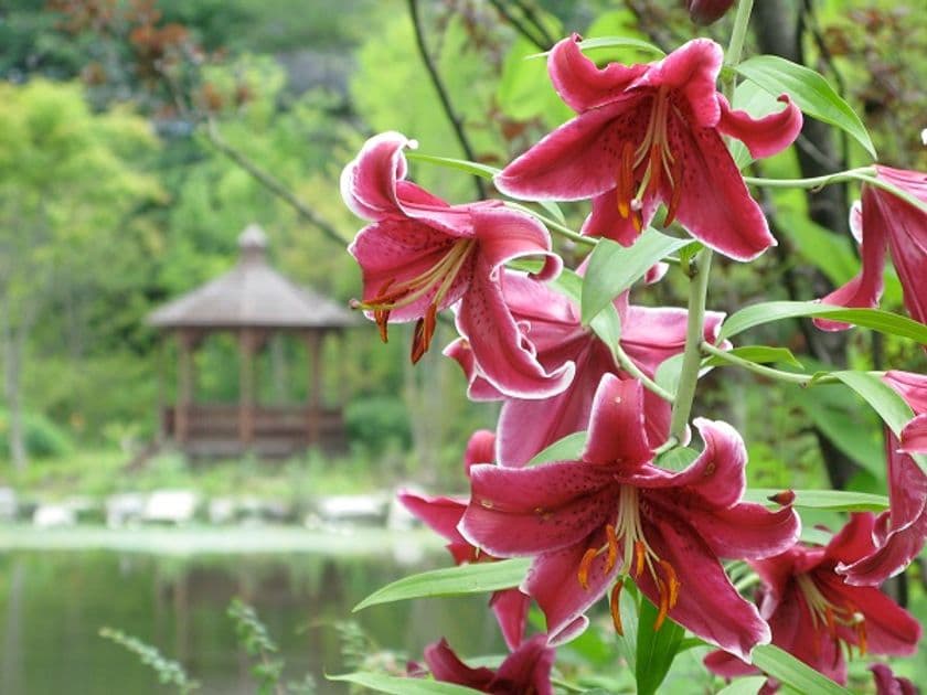 軽井沢レイクガーデン　サマーシーズン＆オータムシーズン　
サマーシーズンは、ユリやスイレン等、
夏の草花と、バラの2番花が見ごろを迎えます。
オータムシーズンは、秋の軽井沢で、バラと紅葉を同時に楽しめます