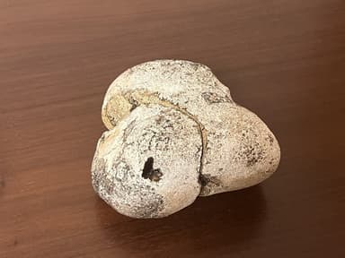 今回発見された龍涎香