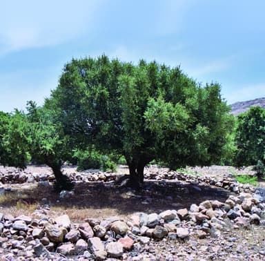 アルガンツリー