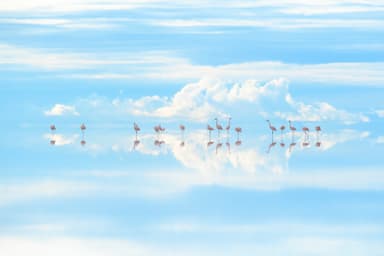 “天空の鏡”で羽を休めるフラミンゴ／ウユニ塩湖・ボリビア　(C)Junji Takasago