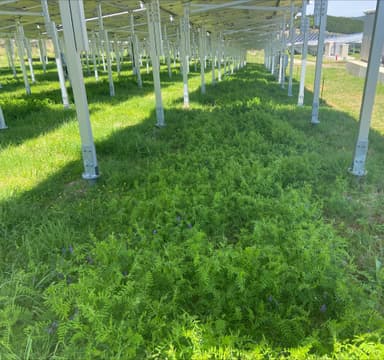 施設下にて栽培中の蜜源植物(ヘアリーベッチ)