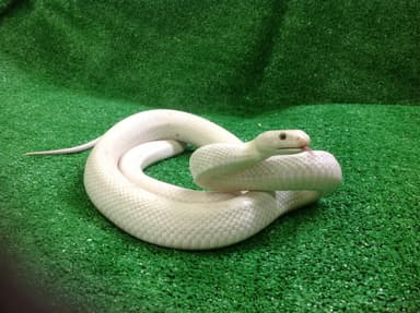 ふれあいヘビ