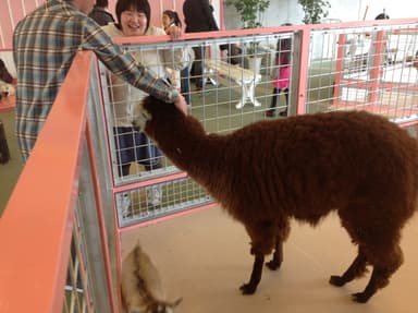 会場は動物でいっぱいです