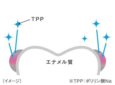 図3：TPP図