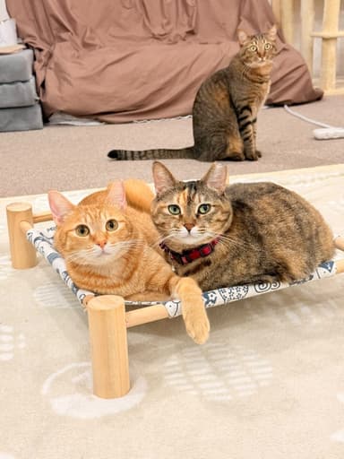 保護猫カフェ「CATLOAF」(キャットローフ)