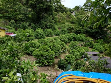 学びの場であるレモン農園