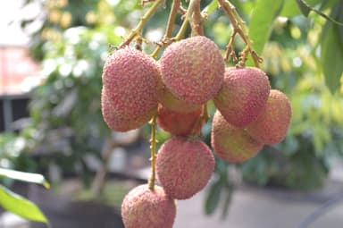 ライチ栽培の様子