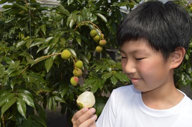 子供も収穫体験に参加できます