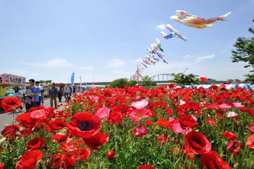 ポピーが咲き誇る花畑で出店イベント＆鬼怒川流域交流Eボート大会　
茨城県下妻市・鬼怒川河川敷にて5月18日に同時開催が決定！