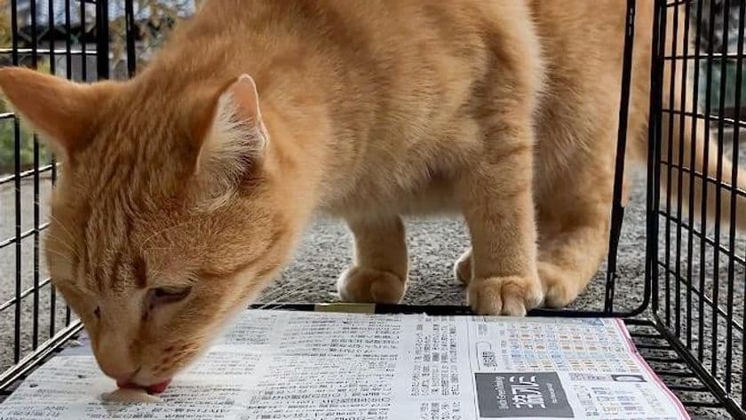 世界で一番猫にやさしい捕獲器「TORASUKE(トラスケ)」
ついに完成。初回300台限定の発売に向け、
明日5月20日(火)より予約受付開始！