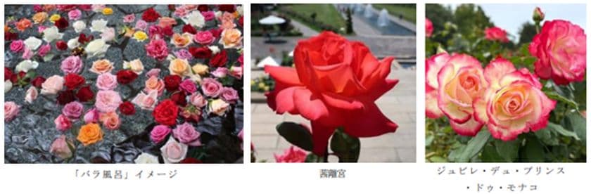 有馬温泉 太閤の湯×須磨離宮公園 コラボ企画
約1,000輪の「バラ風呂」で優雅なひとときを
5月17日（土）限定
