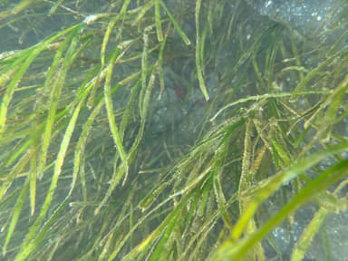 浜名湖内に群生し始めた「アマモ」