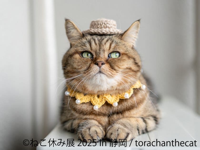 祝 ねこ休み展10周年！＆新作ミニチュアアートが静岡上陸♪
「ねこ休み展」「ミニチュア写真の世界展」
6/14(土)～7/21(月・祝) 静岡パルコで開催！