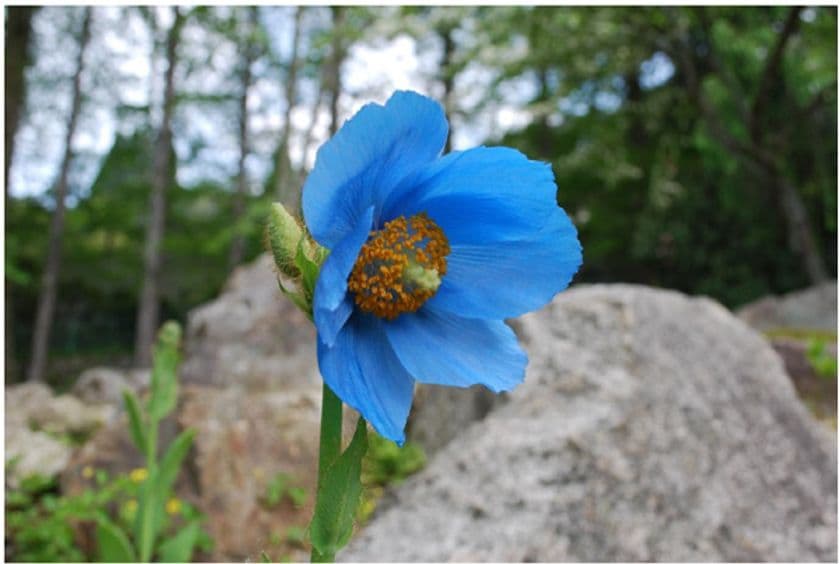 六甲高山植物園 世界中のあこがれの高山植物！
秘境の花「ヒマラヤの青いケシ」が開花