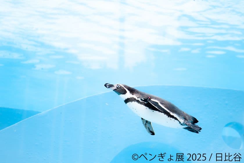 “夏の癒し空間”が今年もやってきた♪ペンギン×金魚コラボ作品展
「ペンぎょ展 2025」7月4日～開催！限定特典＆グッズも登場