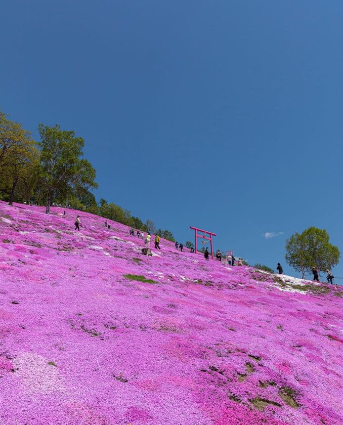 数秒で寄附できる！北海道「ひがしもこと芝桜まつり」で
新しいふるさと納税のカタチ「ぺいふる」を提供