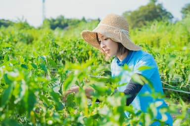 日本農業実践学園　実習風景2