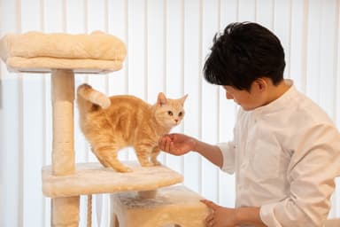 キャットタワー