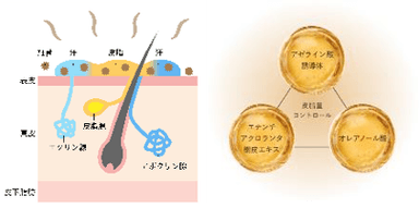 脂性肌へのアプローチ