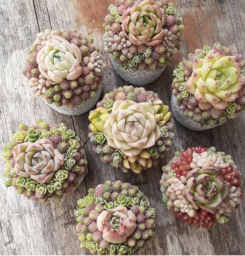 多肉植物寄せ植えスクール succulent arrangement amt
　京都から東京に拠点を移し活動開始！