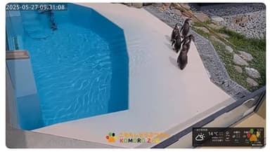 小諸市動物園公式YouTubeチャンネル　ペンギン舎ライブカメラ