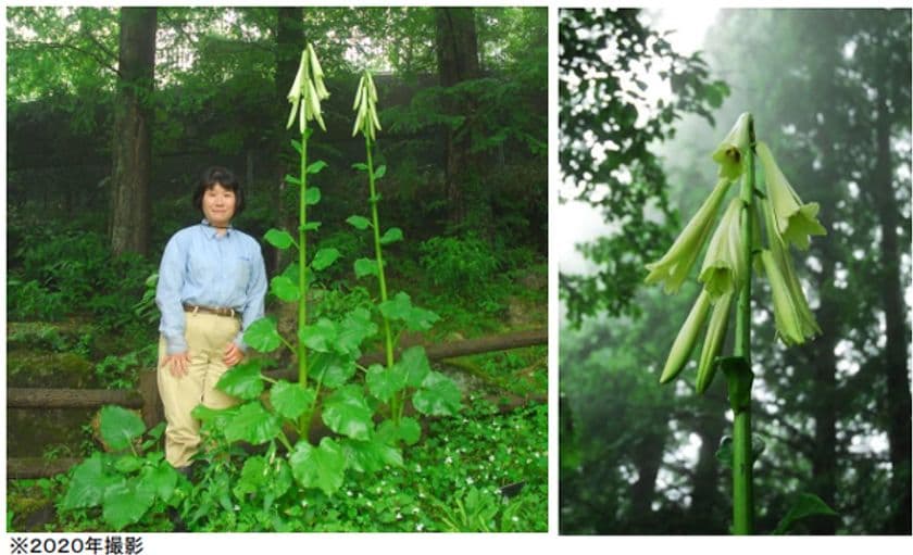 六甲高山植物園 まもなく開花！
巨大な ヒマラヤウバユリ