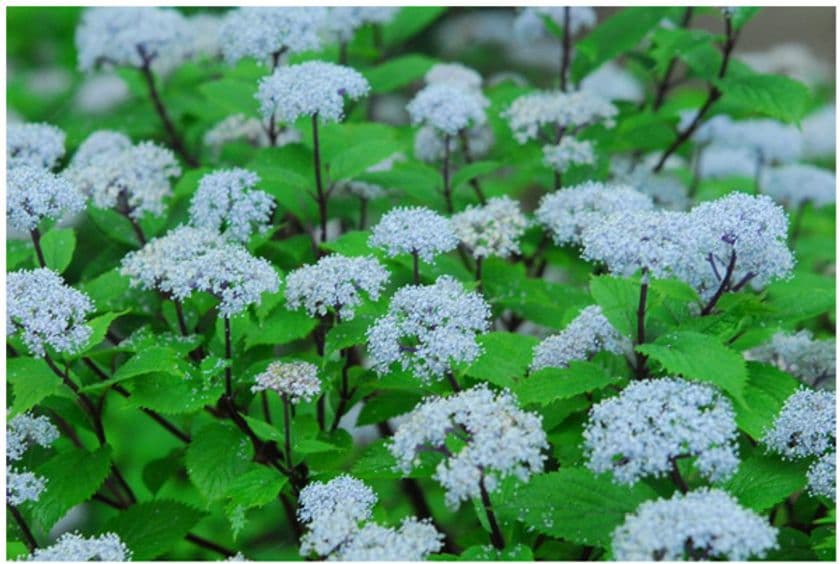 六甲高山植物園 梅雨を彩る優しい香り
六甲山自生 コアジサイの花が見頃です