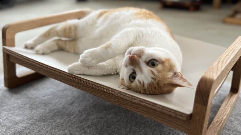 猫がくつろぎやすい形状のシンプルな木製 ネコベッドが登場！
7月30日まで「Makuake」にて先行予約販売を実施