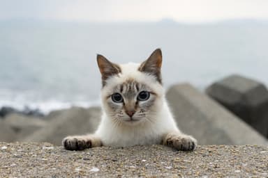 猫写真8
